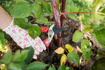 Prune Blackberry in Fall. Autumn Pruning Blackberries Canes with Garden Shers. Close up. Growing Remontant Blackberry. 