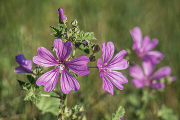 Fototapeta premium Closeup landscape view of bright purple pink malva sylvestris flowers aka common mallow or cheeses blooming outdoors on natural meadow background