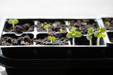 Tiny garden seedlings emerging in cell tray indoors