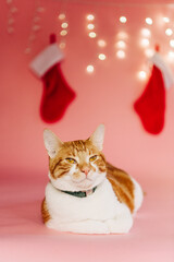 Orange and white cat in festive Christmas studio with stockings