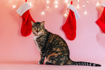 Tabby cat celebrating christmas holidays with stockings