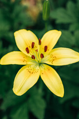 Close-up of a yellow lily in full bloom against green foliage