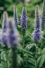 Purple spiked speedwell flowers growing in a garden