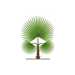 Tropical Fan Palm Tree Vector Icon on White Background