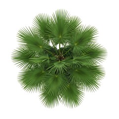 Overhead View of Green Fan Palm Tree Crown Isolated on White Background