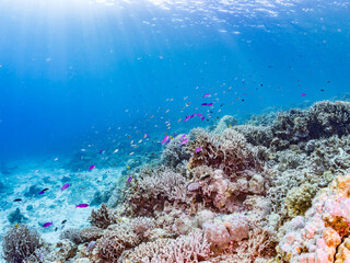 ハナゴイ, Purple queen, Amethyst anthias, Pseudanthias pascalus, ハタ科,
デバスズメダイ, Blue green damselfish, Chromis viridis, Blue green chromis, スズメダイ科,
美しいサンゴ礁と熱帯魚の群れ。
安室島沖縄県
島尻郡慶良間諸島座間味島-2025
サンゴの産卵があり卵が漂う。沖縄