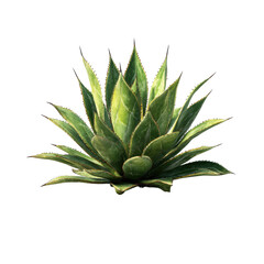 Fototapeta premium A vibrant agave plant, with spiky leaves and a light green center, isolated on black