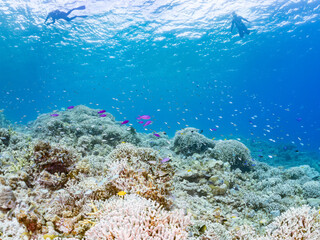 ハナゴイ, Purple queen, Amethyst anthias, Pseudanthias pascalus, ハタ科,
デバスズメダイ, Blue green damselfish, Chromis viridis, Blue green chromis, スズメダイ科,
美しいサンゴ礁と熱帯魚の群れ。
安室島沖縄県
島尻郡慶良間諸島座間味島-2025
サンゴの産卵があり卵が漂う。沖縄