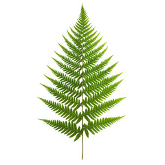 Obraz premium Detailed green fern frond on black
