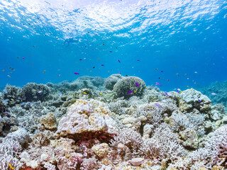 ハナゴイ, Purple queen, Amethyst anthias, Pseudanthias pascalus, ハタ科,
デバスズメダイ, Blue green damselfish, Chromis viridis, Blue green chromis, スズメダイ科,
美しいサンゴ礁と熱帯魚の群れ。
安室島沖縄県
島尻郡慶良間諸島座間味島-2025
サンゴの産卵があり卵が漂う。沖縄