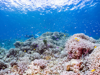 ハナゴイ, Purple queen, Amethyst anthias, Pseudanthias pascalus, ハタ科,
デバスズメダイ, Blue green damselfish, Chromis viridis, Blue green chromis, スズメダイ科,
美しいサンゴ礁と熱帯魚の群れ。
安室島沖縄県
島尻郡慶良間諸島座間味島-2025
サンゴの産卵があり卵が漂う。沖縄