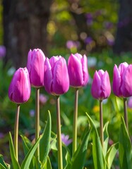 Purple Tulips in Spring Garden - A Vibrant Floral Display.
