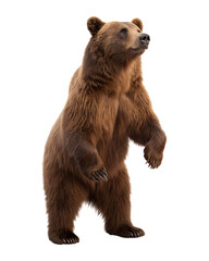 This large brown bear stands upright on its hind legs, looking up and alert, isolated with a transparent png background.
