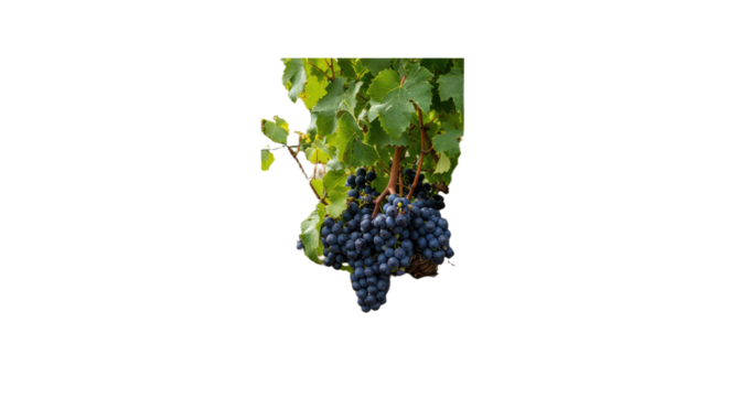 Fresh ripe blue grapes hanging on the vine with green leaves in a vineyard, perfect for wine production and healthy eating