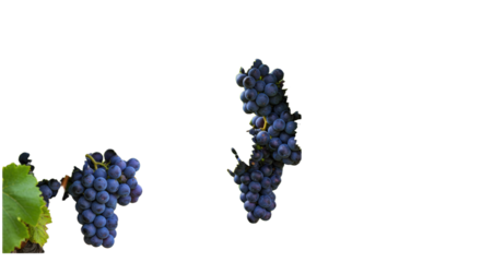 Fresh ripe blue grapes on vine with green leaf on black background, perfect for cooking, healthy eating, and wine making