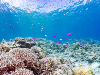 ハナゴイ, Purple queen, Amethyst anthias, Pseudanthias pascalus, ハタ科,
デバスズメダイ, Blue green damselfish, Chromis viridis, Blue green chromis, スズメダイ科,
美しいサンゴ礁と熱帯魚の群れ。
安室島沖縄県
島尻郡慶良間諸島座間味島-2025
サンゴの産卵があり卵が漂う。沖縄