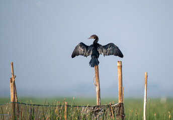 Cormorant bird resting on a pole with use of selective focus