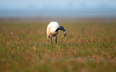 Black headed ibis with a snake hunt in the wetlands. Close up, selective focus