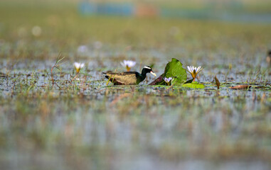 Bronze winged jacana bird with use of selective focus
