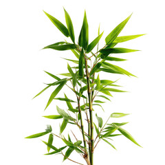 Fototapeta premium A green bamboo stalk with many pointed leaves, standing against a pure black background