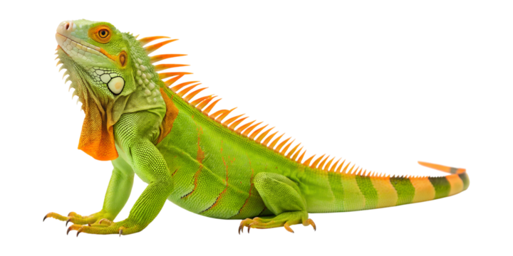 A detailed green iguana stands alert, looking up, showing its vibrant orange spines and dewlap. Transparent background png isolated.