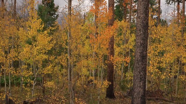 Forest With Aspen Trees On A Breezy Day During Autumn. - zoom out shot