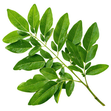 senna siamea shoots on transparent png background