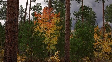 Autumn Coloration On The Trees In The Forest With Coniferous On A Windy Day. - zoom in shot