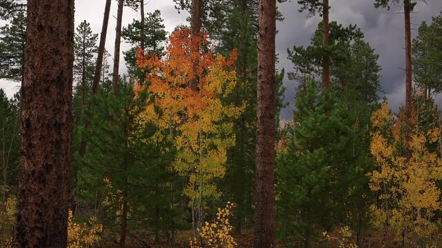 Autumn Coloration On The Trees In The Forest With Coniferous On A Windy Day. - zoom in shot