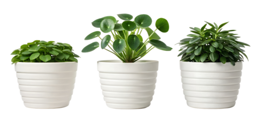 Three distinct green potted plants stand neatly in white pots, isolated on a transparent background, perfect as a png.