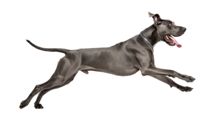 An energetic blue-grey Great Dane runs quickly, leaping through the air with an open mouth and tongue out, transparent isolated png.