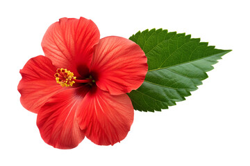 A radiant red hibiscus flower opens wide, revealing a yellow center, with a fresh green leaf. This tropical bloom is transparent, a png, and isolated.
