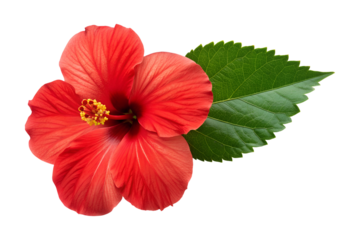 A radiant red hibiscus flower opens wide, revealing a yellow center, with a fresh green leaf. This tropical bloom is transparent, a png, and isolated.