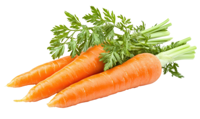 Three orange carrots with green leafy tops, freshly picked