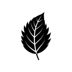 Simple black leaf with jagged edges on transparent background silhouette