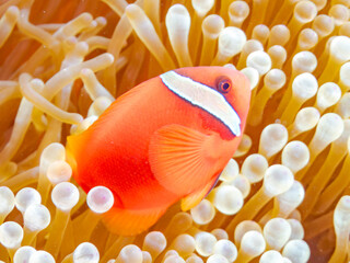 ハマクマノミ, Tomato clownfish, Amphiprion frenatus,...