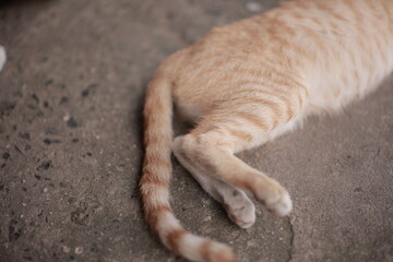 Closeup of a cat, animal pet
