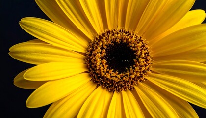 Obraz premium Close-up of a vibrant sunflower. Detailed view of yellow petals radiating from a dark, textured center against a deep black background