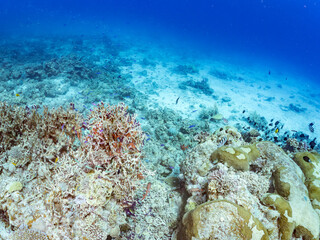 Fototapeta premium ハナゴイ, Purple queen, Amethyst anthias, Pseudanthias pascalus, ハタ科, デバスズメダイ, Blue green damselfish, Chromis viridis, Blue green chromis, スズメダイ科, 美しいサンゴ礁と熱帯魚の群れ。 安室島沖縄県 島尻郡慶良間諸島座間味島-2025 サンゴの産卵があり卵が漂う。沖縄