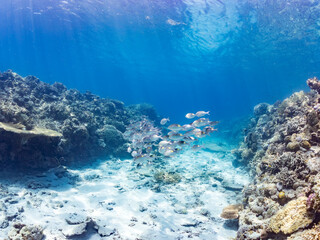 ノコギリダイ, Yellowspot emperor, Striped large-eye bream, Gnathodentex aureolineatus, フエフキダイ科,
美しいサンゴ礁と熱帯魚の群れ。
安室島沖縄県
島尻郡慶良間諸島座間味島-2025
サンゴの産卵があり卵が漂う。沖縄本島から40km西方の諸島。30以上の島嶼群全体が国立公園に指定。珊瑚礁の青い海と白い砂浜は世界屈指の美。