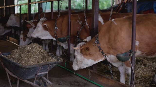 Domesticated brown and white simmental cows with ear tags eating from a trough inside a rustic wooden barn, showcasing daily life and animal husbandry on a traditional dairy farm