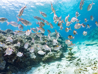 ノコギリダイ, Yellowspot emperor, Striped large-eye bream, Gnathodentex aureolineatus, フエフキダイ科,
美しいサンゴ礁と熱帯魚の群れ。
安室島沖縄県
島尻郡慶良間諸島座間味島-2025
サンゴの産卵があり卵が漂う。沖縄本島から40km西方の諸島。30以上の島嶼群全体が国立公園に指定。珊瑚礁の青い海と白い砂浜は世界屈指の美。