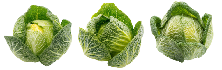 Whole green savoy cabbage with textured crinkled leaves isolated on transparent background. Concept of fresh organic vegetables and healthy eating