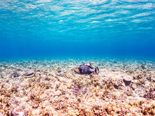 ゴマモンガラ, Titan triggerfish, Balistoides viridescens,...
