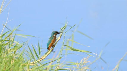 Kingfisher perched on a branch in the grass by the lake