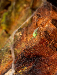 a golden-eyed fly on the background of a tree bark. colorful macro photography. close-up. space for the text. blurred background with highlights. bokeh.