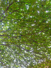 Fototapeta premium The Green Roof of Nature