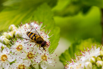 hoverfly on white spirea flowers. colorful photo of wildlife. macro photo of an insect. close-up. space for text