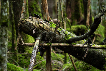 美しい苔の森を歩く　白駒の池	