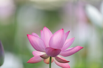 Obraz premium 美しい蓮の花